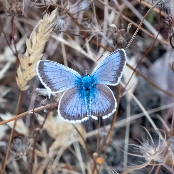 Borboleta Azulinha-da-serra