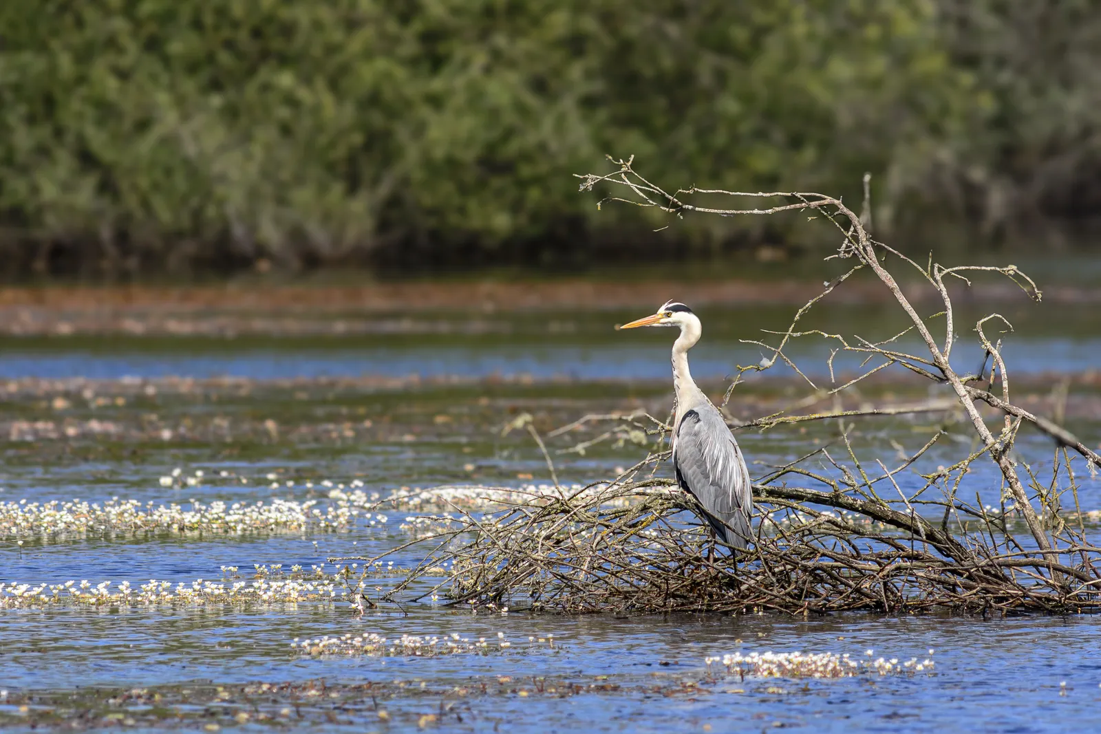 Garça-real na Fonte de Alveite