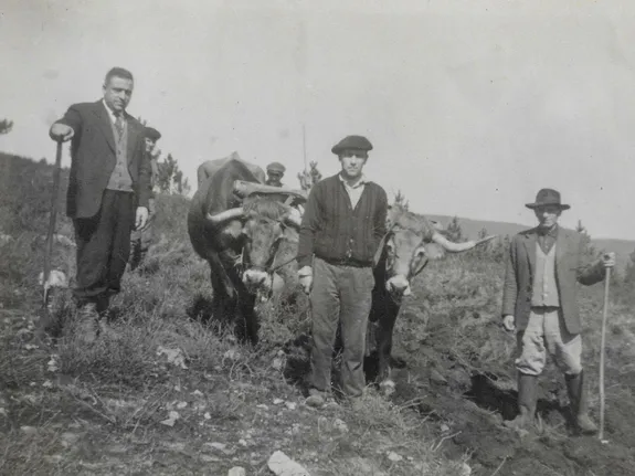 Sementeira de Pinho, 1950. Fotografia do arquivo da Junta de Freguesia de São Miguel de Poiares.